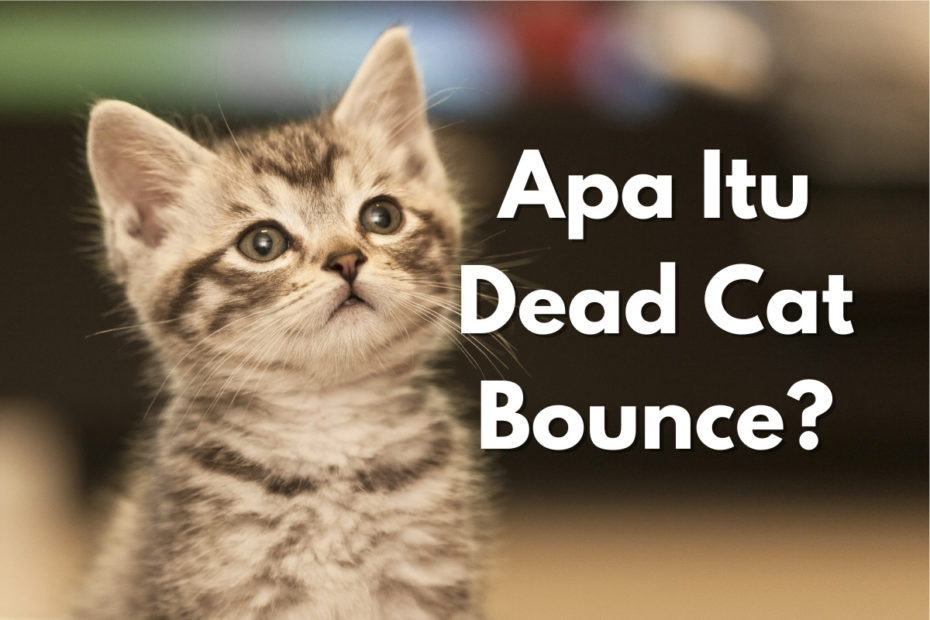 Apa Itu Dead Cat Bounce